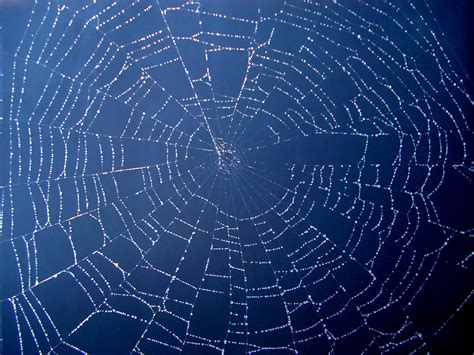 Spiders Web Free Stock Photo Public Domain Pictures