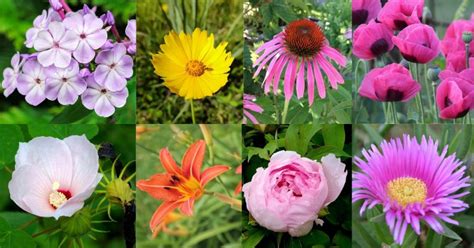 A perennial plant or simply perennial is a plant that lives more than two years. 40 Best Flowering Perennials with Pictures To Grow | Florgeous