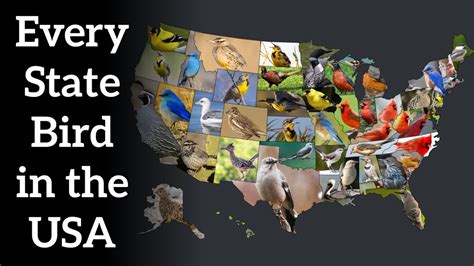 Every State Bird In The Usa Youtube