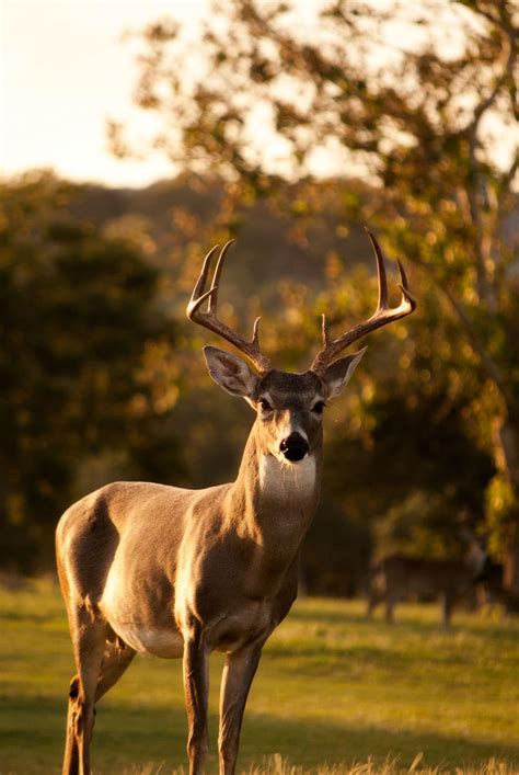 Whitetail Deer Antler Facts