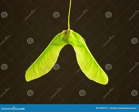 Maple Seed Stock Image Image Of Tree Seasonal Outdoor 2494197