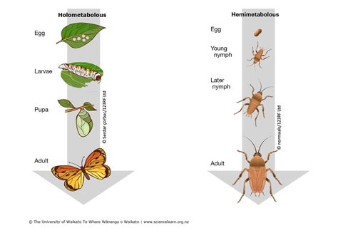 Insect Metamorphosis — Science Learning Hub