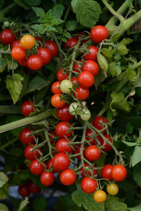 Good Things Come In Small Packages Especially Tiny Tomatoes Garden