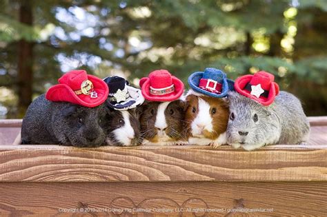 17 Best Images About Guinea Pig Fashion Collection On