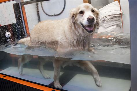 Treadmill Hydrotherapy For Dogs Off 63