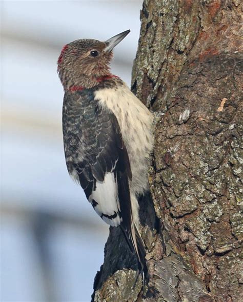 Red Headed Woodpecker Immature Indiana Dunes State Park Porter