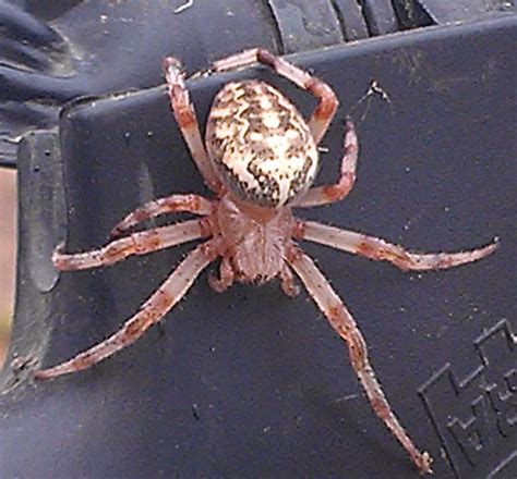 Mystery Spider In Minnesota Araneus Marmoreus Bugguidenet