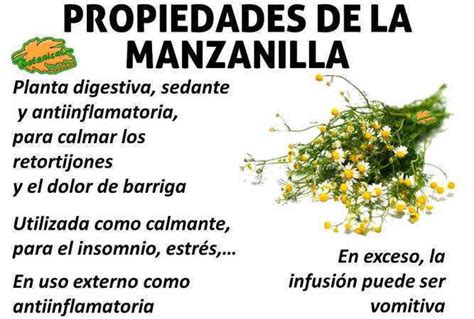 Manzanilla Planta Medicinal Que Es Para Que Sirve Nombre Cientifico
