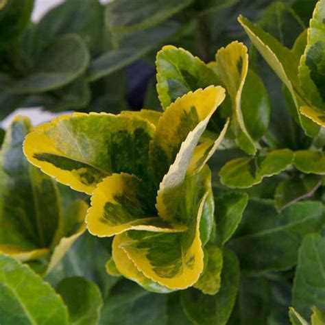 925 In Pot Golden Euonymus Live Evergreen Shrub Green And Gold