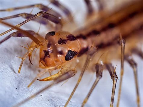 centipede bites effects and treatment