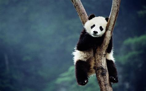 47 Baby Pandas Wallpaper On Wallpapersafari