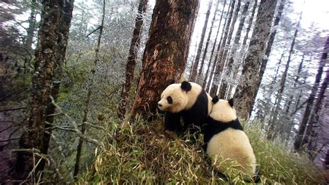 Genetic Health Of Panda Population Improves In Less Than Perfect