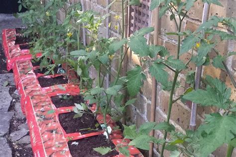 7 Best Growbags For Tomatoes In 2024 Reviews And Buyers Guide