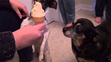 Dogs Eating Ice Cream Youtube