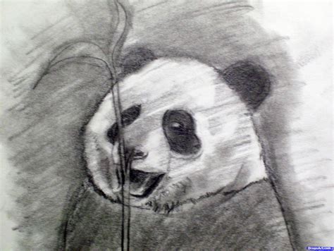 How To Draw A Realistic Panda Draw Real Panda Step By Step