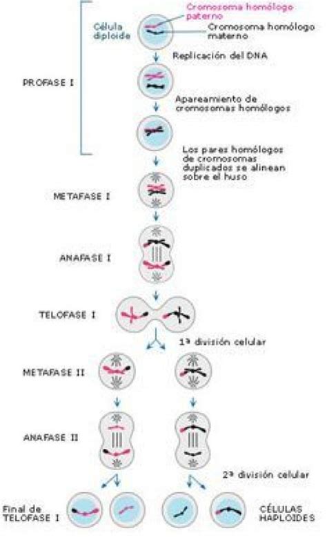 Meiosis Phases Of Meiosis Answer Key Waltery Learning Solution My XXX