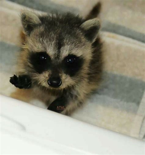 This Is My Baby Raccoon Just A Few Weeks Old Her Name