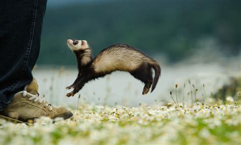 Fantastically Fun Facts About Ferrets