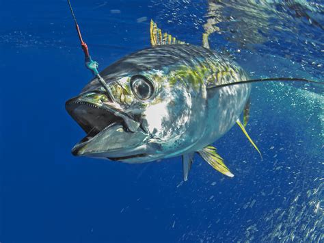 The young person's guide to conquering (and saving) the world. Tuna on the troll | Club Marine New Zealand