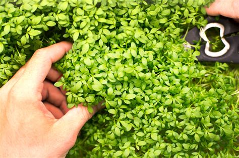 Easy Grow Micro Greens Mild And Spicy Mixes Are Ready To Pick In About 10 Days Microgreens