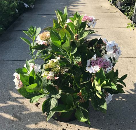 Hydrangea Macrophylla Libelle Lace Cap White Flowering Shrub