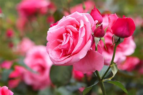 Rosa Flor Flores Bonitas Foto Gratis En Pixabay Pixabay