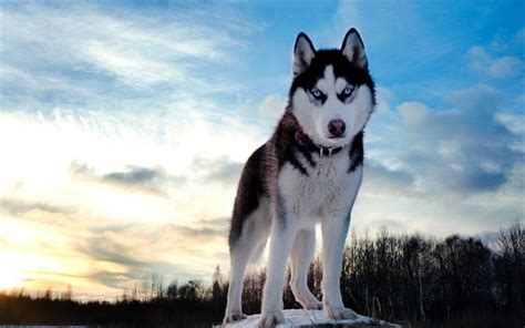 Suchen nach dem besten hintergrundbild? Herunterladen hintergrundbild husky, 4k, hunde, winter, niedlich, tiere für desktop kostenlos ...