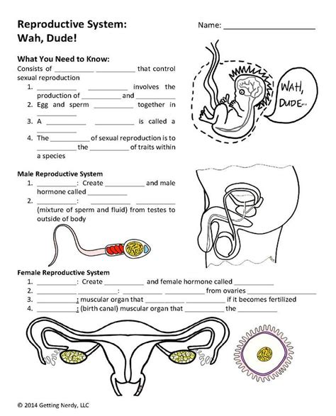 Male Reproductive System Worksheets Answer Key