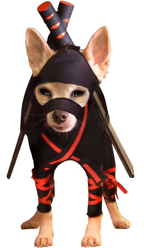 In My Own Voice 15 Ninja Dog Ruth Polk