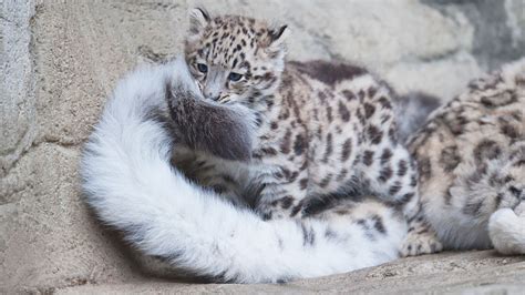 Snow Leopards Love Nomming On Their Fluffy Tails (12 Pics) – An English