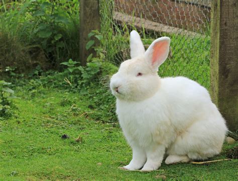 Another rabbit for your collection!! White rabbit | Mossburn Community Farm