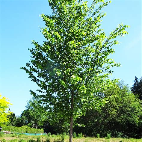 New Harmony American Elm For Sale Online The Tree Center