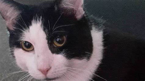 Firework Cat Killing Man Offers Reward Over Pet Death Bbc News
