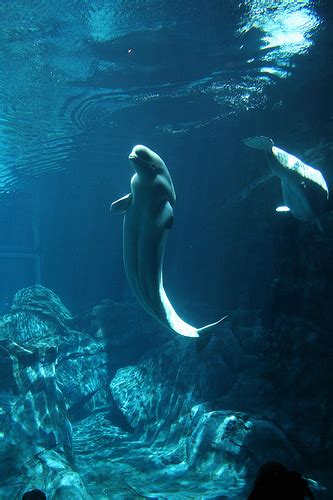 Linda Mooneys Other Worlds Of Romance Beluga Whales Why The Myths