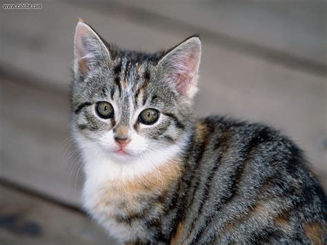 Animals Tabby Kitten Picture Nr 14597