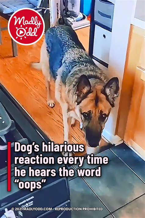 Dogs Hilarious Reaction Every Time He Hears The Word Oops Madly Odd