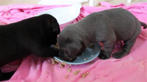 Growing pups should be fed puppy food, a diet specially formulated to meet the nutritional needs for normal development. Three-Week-Old Orphaned Puppies Eating Soft Food - YouTube