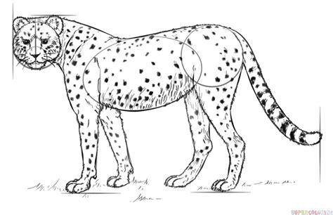 How To Draw A Realistic Cheetah Step By Step Drawing Tutorials