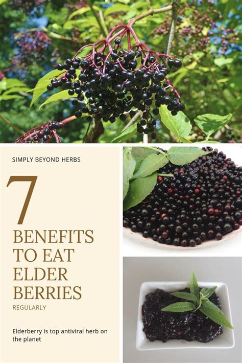 7 Main Benefits Of Elderberries That Will Change Your View On This