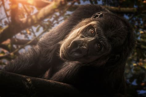 Animal Gorilla Hd Wallpaper By Chris Frank