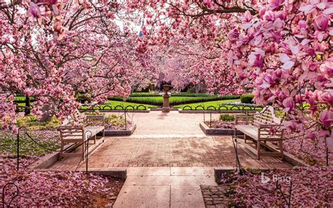 Cherry Blossoms At The National Mall Washington DC Cherry Blossom Pictures National Mall