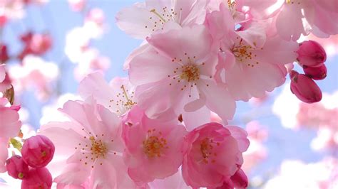 Blooming Pink Cherry Blossom Pink Color Wallpaper 34590857 Fanpop