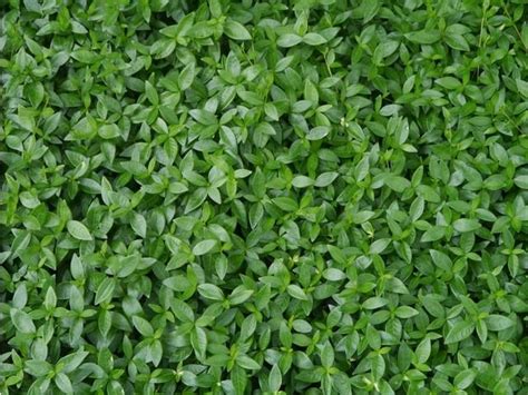 Ground Cover Green Plant Ground Cover Texture Image 6 Ground Cover