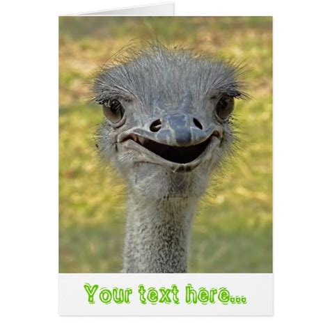 Smiling Ostrich Greeting Card Zazzle