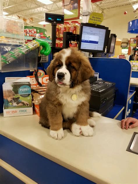 Put an inch or two (depending on the size of puppies) of water into a low pool or pan and let them play in that. 12 week old Saint Bernard puppy at Petsmart : aww
