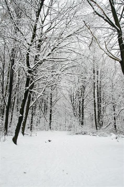Beautiful Winter Forest Scenery Stock Image Image Of Path Forest