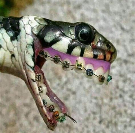 Thanks I Hate Snakes Rtihi