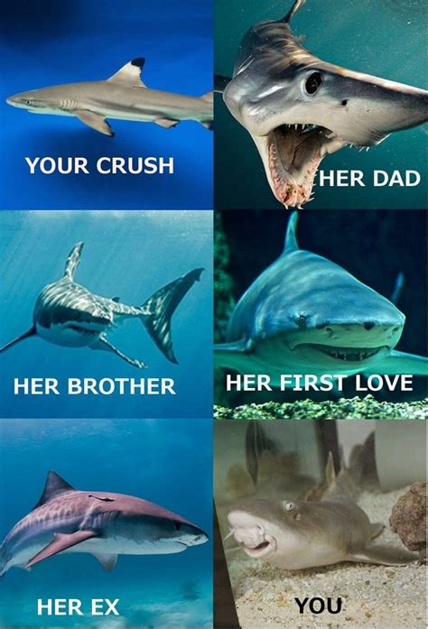 15 Shark Memes You Can Sink Your Teeth Into Shark Jokes Sharks Funny Shark Pictures
