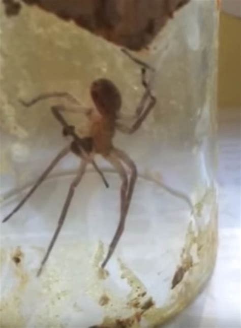 All legs are attached to the cephalothorax. This spider repaired its own broken leg and now people are ...