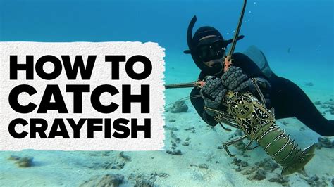 How To Catch Crayfish Adreno Youtube